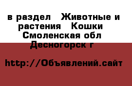  в раздел : Животные и растения » Кошки . Смоленская обл.,Десногорск г.